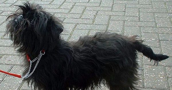 Affenpinscher - The Little Monkey Dog
