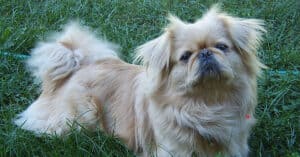 Pekingnese the Lion Dog