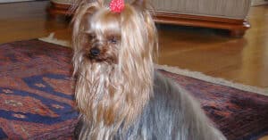 Yorkshire Terrier