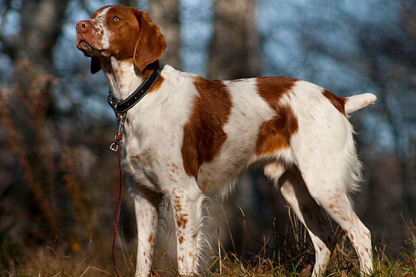 Choose From These 15 Spaniels That Makes The Best Family Pet 36 Brittany standing