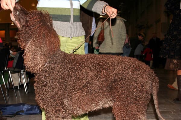 Choose From These 15 Spaniels That Makes The Best Family Pet 43 Irish Water Spaniel e1602605787759