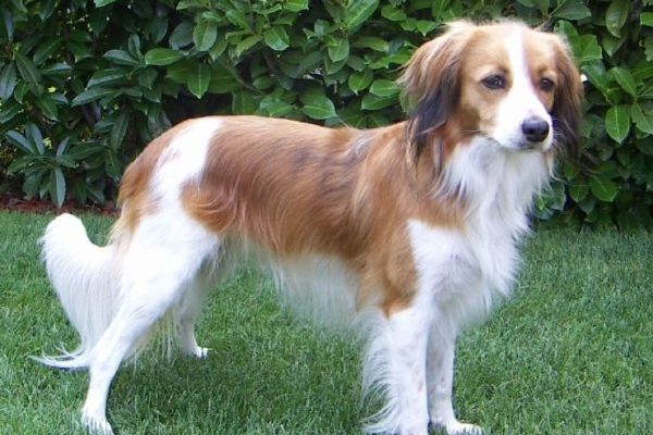 Choose From These 15 Spaniels That Makes The Best Family Pet 44 Nederlandse Kooikerhondje e1602608190121