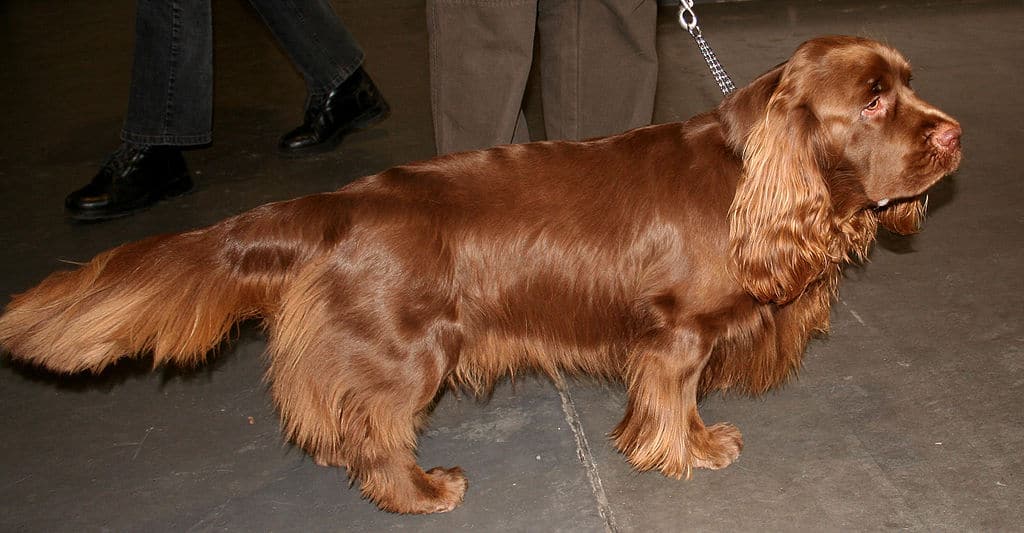 Choose From These 15 Spaniels That Makes The Best Family Pet 46 Sussex Spaniel