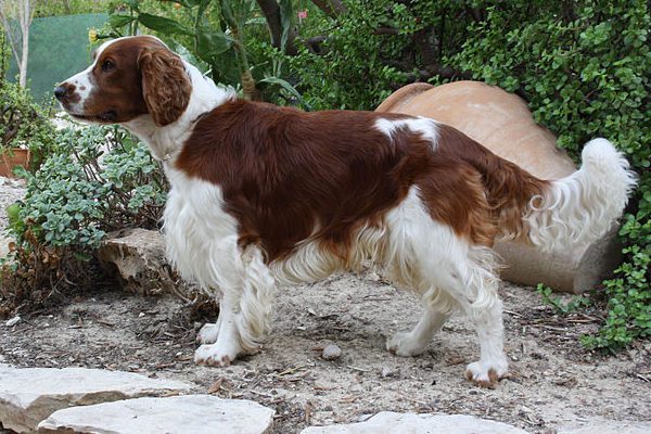 Choose From These 15 Spaniels That Makes The Best Family Pet 47 Welsh Springer Spaniel 1 1 e1602619314574