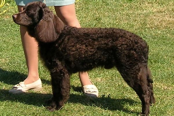 Choose From These 15 Spaniels That Makes The Best Family Pet 34 americanWaterSpaniel
