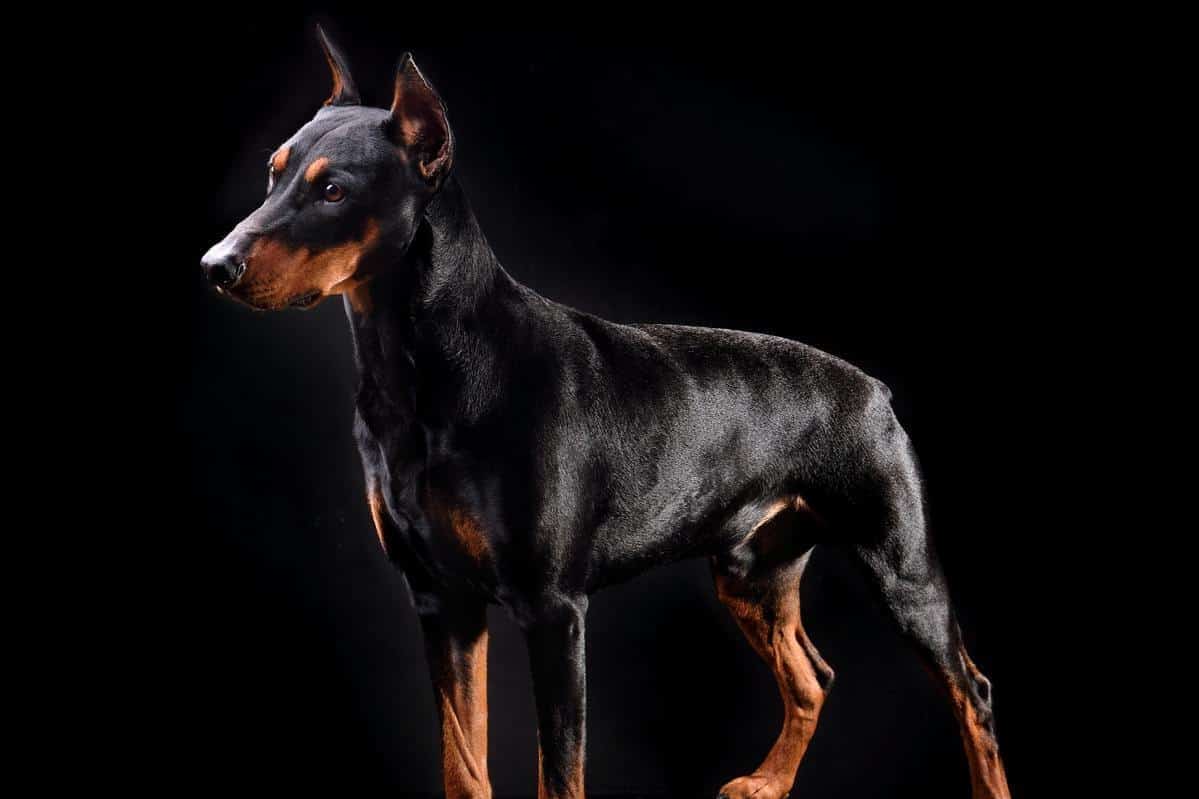 black doberman pinscher e1603293863899