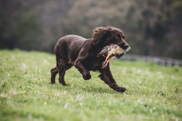 Choose From These 15 Spaniels That Makes The Best Family Pet 42 brown spaniel dog running across a field retrieving pheasant e1602602751336