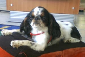 Choose From These 15 Spaniels That Makes The Best Family Pet 41 english toy spaniel e1602599367629