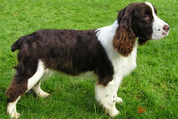Choose From These 15 Spaniels That Makes The Best Family Pet 40 englishSpringerSpaniel