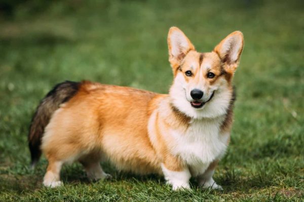 funny happy pembroke welsh corgi dog playing in green summer gra e1603380664929