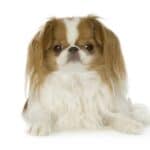 Japanese Chin Dog