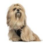 Lhasa apso