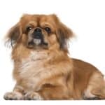 Pekingese
