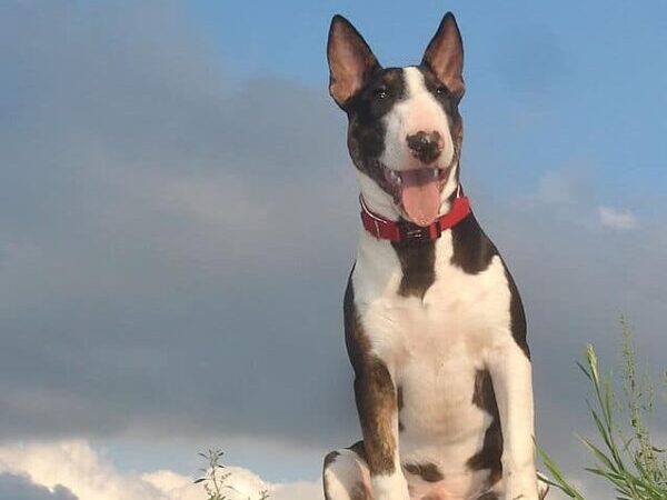 Miniature Bull Terrier e1623600249422