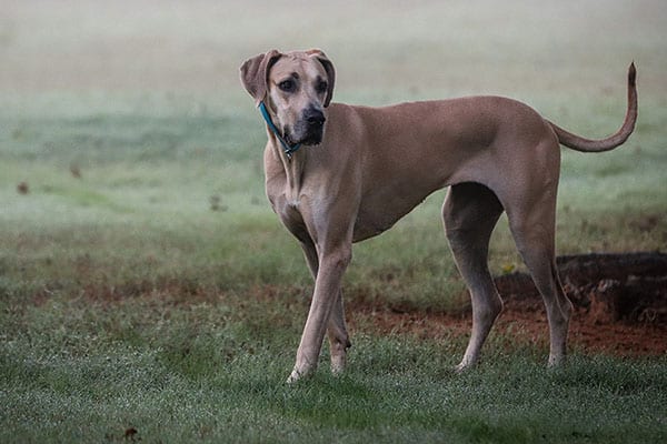 greatDane