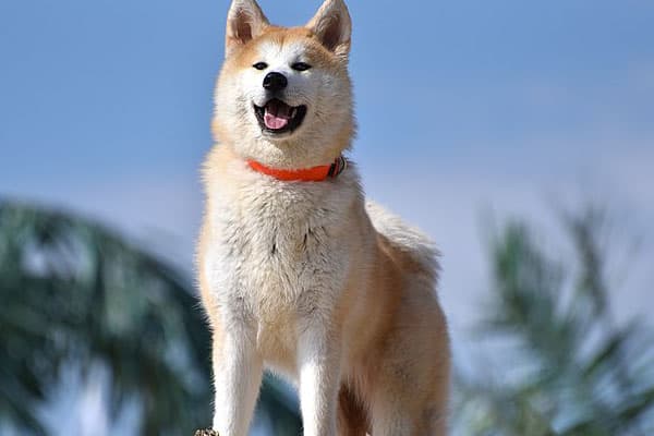 Akita