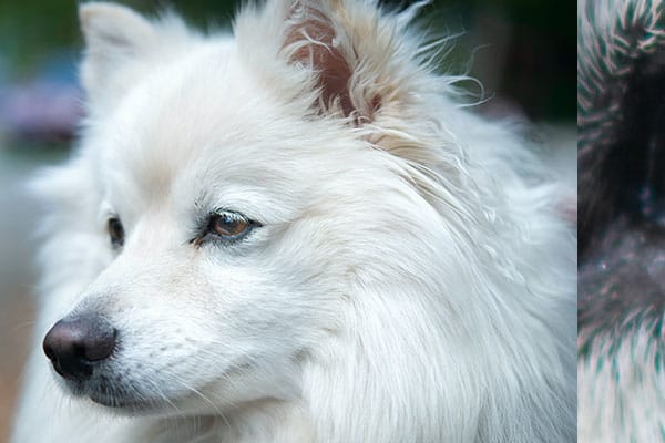 American Eskimo Dog