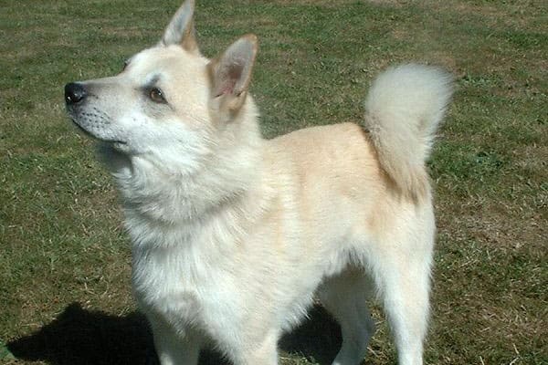 Norwegian Buhund