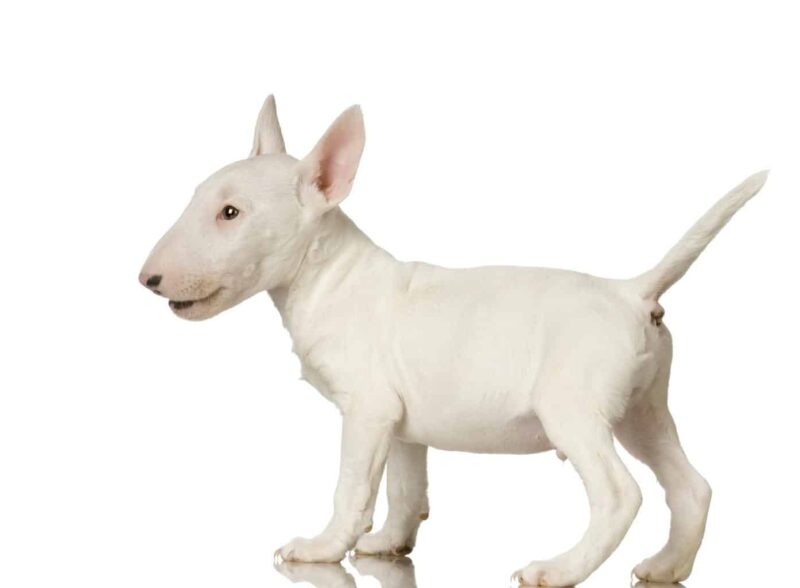 bull terrier e1623599525536