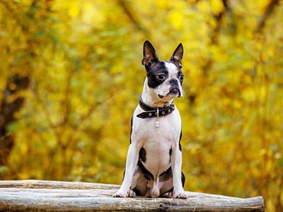 Boston Terrier