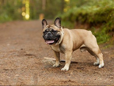 French Bulldog