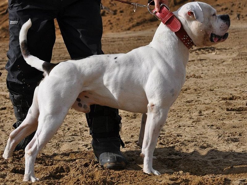 American Bulldog e1623598727698