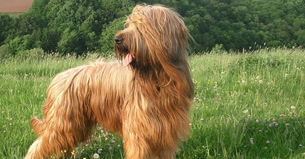 Herding Group Dogs 14 Briard Dog