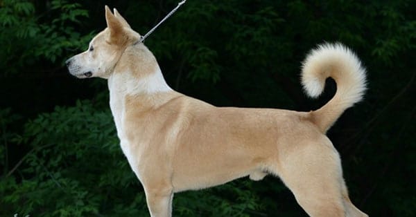 Canaan Dog