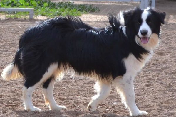 The Border Collie Is One Very Smart Dog