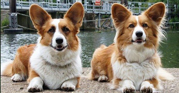 Herding Group Dogs 16 Cardigan Welsh Corgis Are Royal Family Dogs