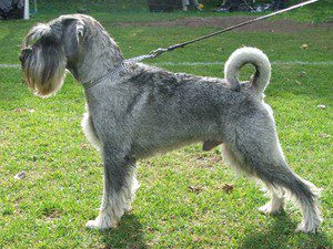 standard schnauzer