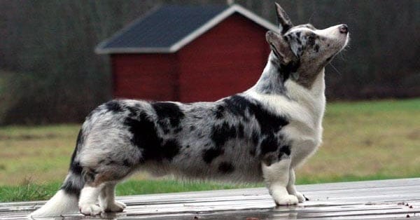 Cardigan Welsh Corgi 2 Merle Cardigan Welsh Corgi