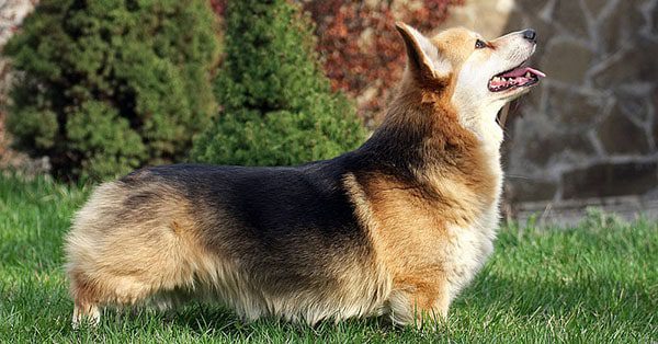 Cardigan Welsh Corgi 3 Pembroke Welsh Corgi