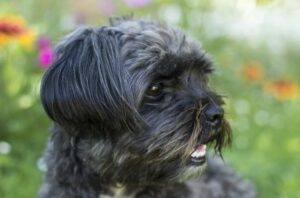 Affenpinscher