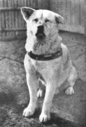 Akita: A Most Loyal Companion 8 Akitas are so loyal and compassionate