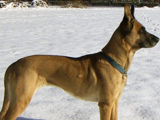 Herding Group Dogs 7 Belgian Malinois