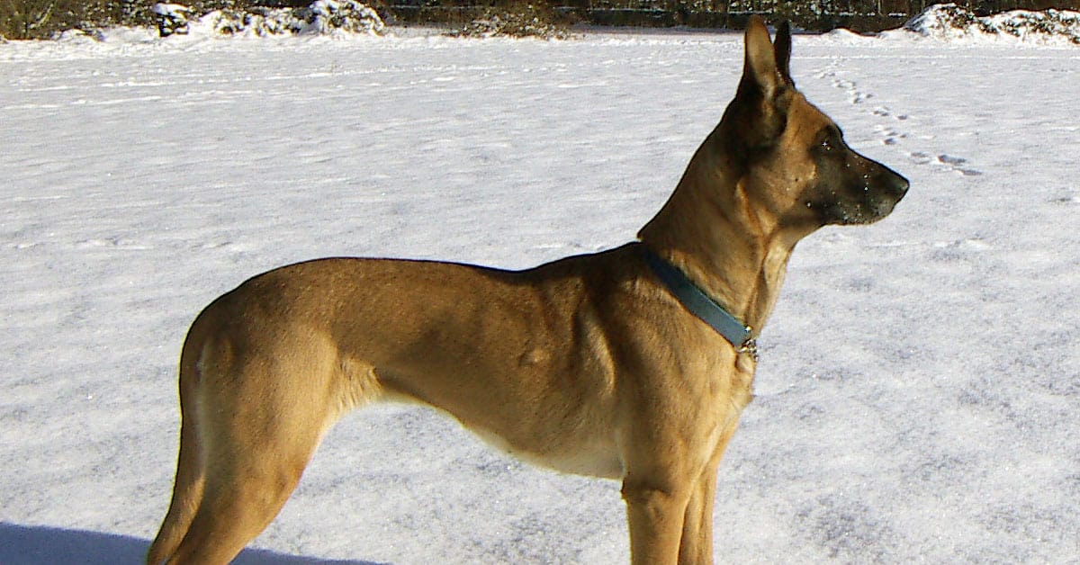belgian malinois