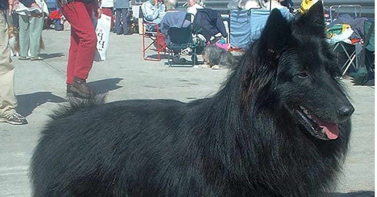 Belgian Sheepdog