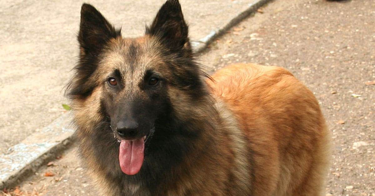 belgian tervuren