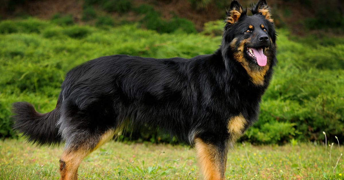 bohemian shepherd
