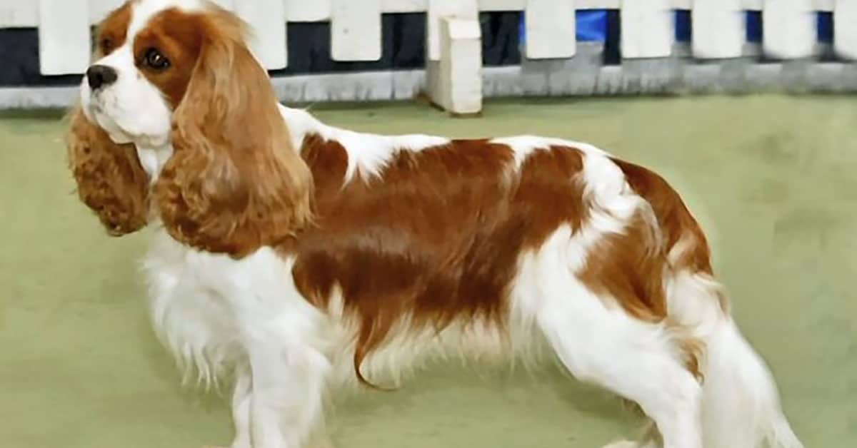 Cavalier King Charles Spaniel