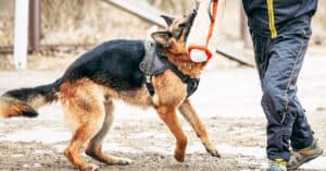 German Shepherd Attack Training