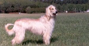 Afghan Hound