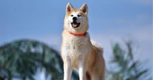 Akita is in the Working Group