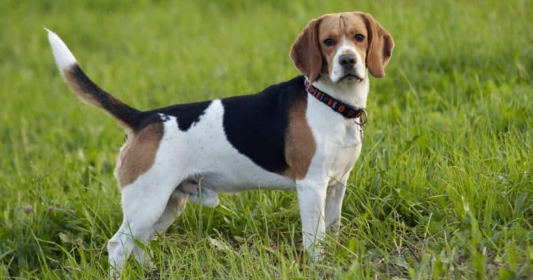 Happiness is a warm Beagle