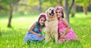 Golden Retrievers: The Best Dogs In The World? 25 Golden Retrievers are great family pets.