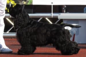 American Cocker Spaniel e1602452036629
