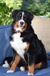 Bernese Mountain Dog 9 months