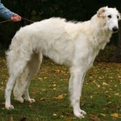 Borzoi