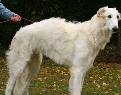 Borzoi